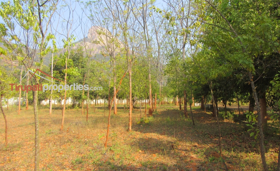#FarmLands With #Sandalwood Plantation #PlotsforSale Near Ithepalli - Benguluru Highway, #Tirupati